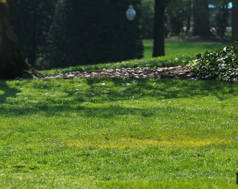 Desapareceu a árvore que Macron e Trump plantaram