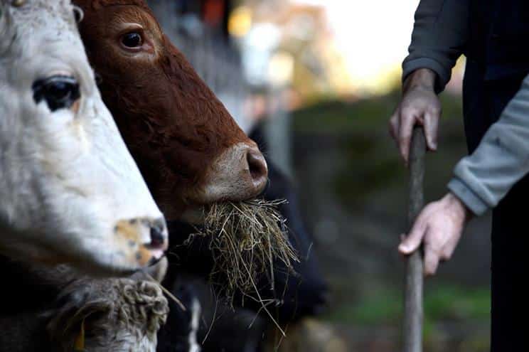 Trabalhadores da inspeção sanitária em greve a partir de segunda-feira