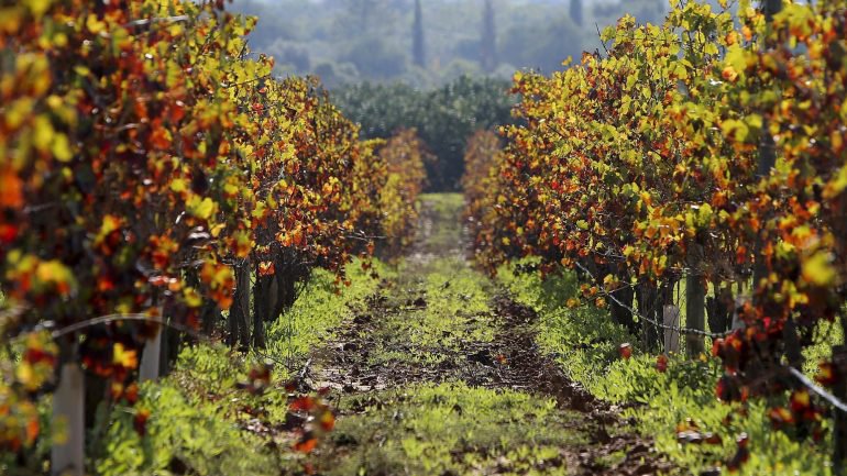 Produtores do Douro procuram vinhas na região do Dão para produzir vinho
