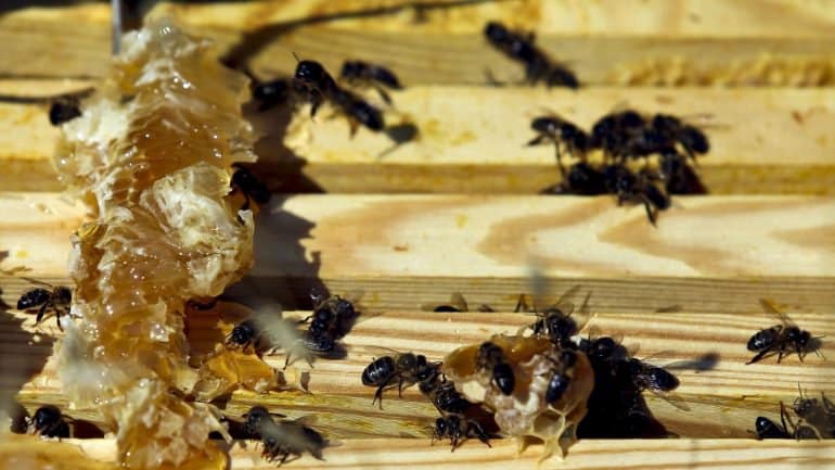 Colheita de mel certificado da Serra da Lousã atrasada um mês em ano de más previsões