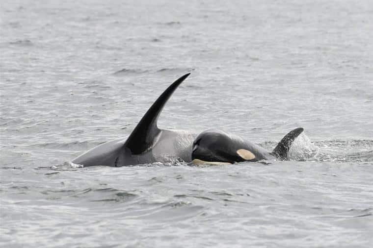 Depois de 17 dias, orca deixa de carregar cria morta