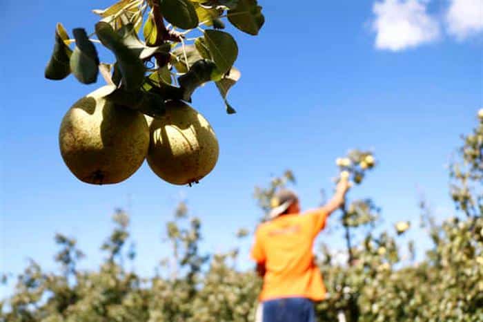 Produção de pera rocha com quebra até 25% por causa do calor
