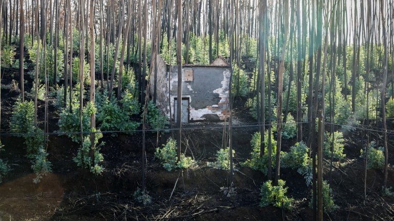 Governo assegura que área de eucalipto vai reduzir a nível nacional