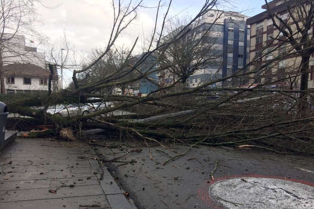 Queda de árvores e estruturas danificam carros e cortam estradas
