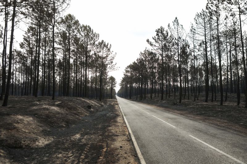 GNR multou ICNF por falta de limpeza da Mata Nacional de Leiria