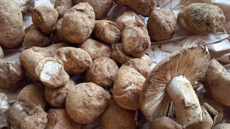 Cogumelos silarca vão reinar em Beja durante três dias