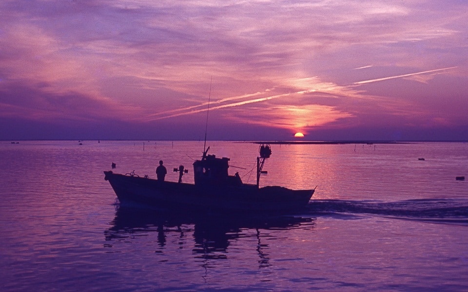 Bloco de Esquerda pede ao Governo medidas de proteção dos cavalos-marinhos
