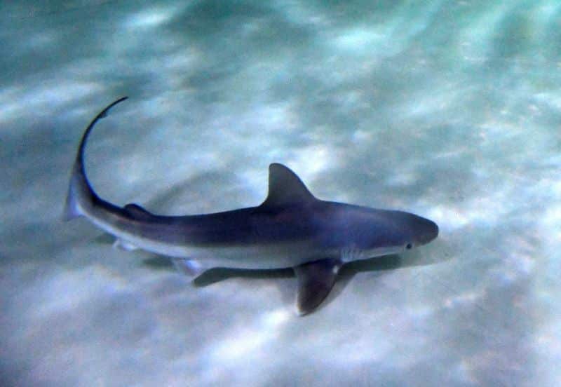 Tubarão ataca criança nos EUA, o terceiro incidente num mês