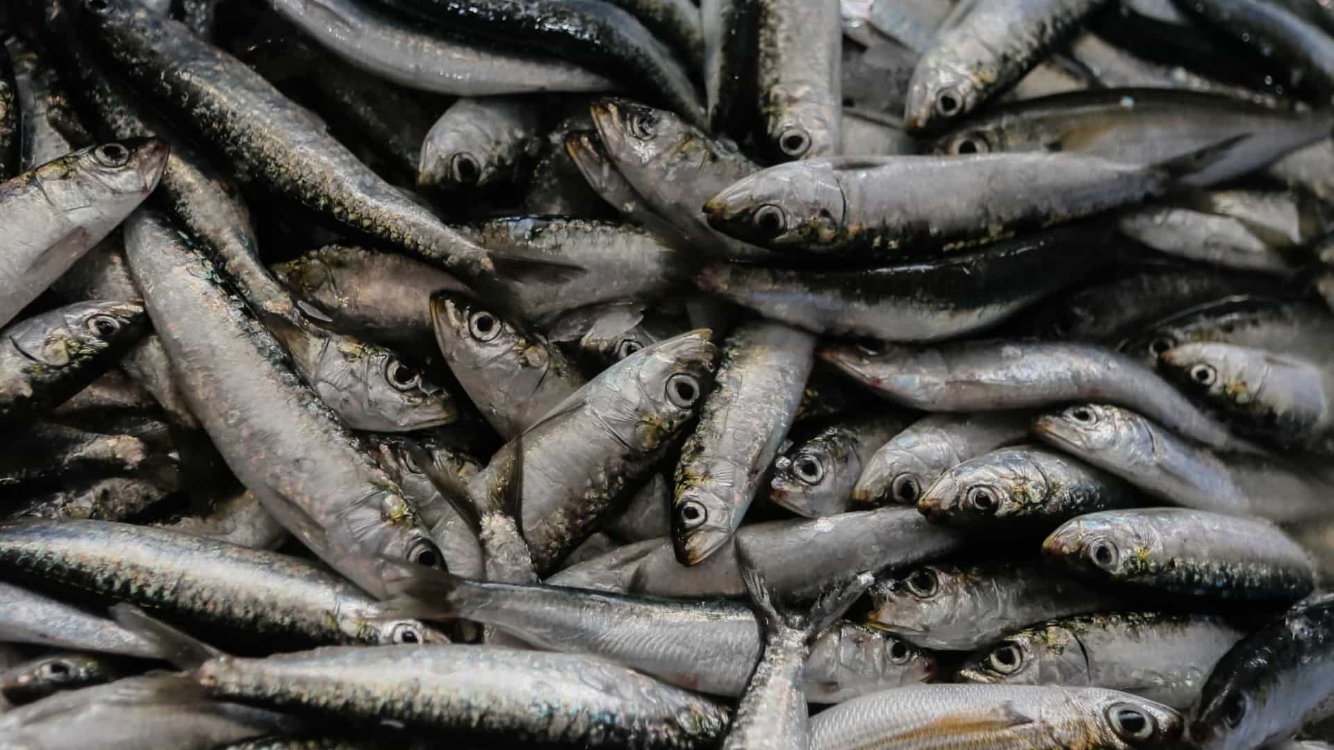 Autoridades apreendem 3.200 kg de sardinha ilegal no Algarve