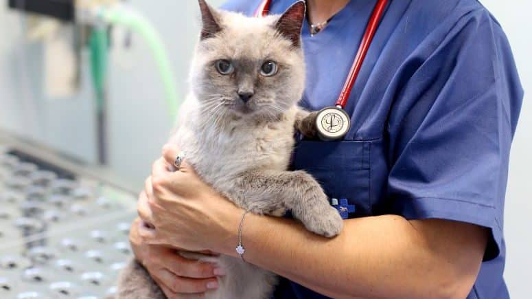 Ordem pede às autarquias que adiram ao cheque veterinário que "pode ser encarado como um serviço nacional de saúde para animais"