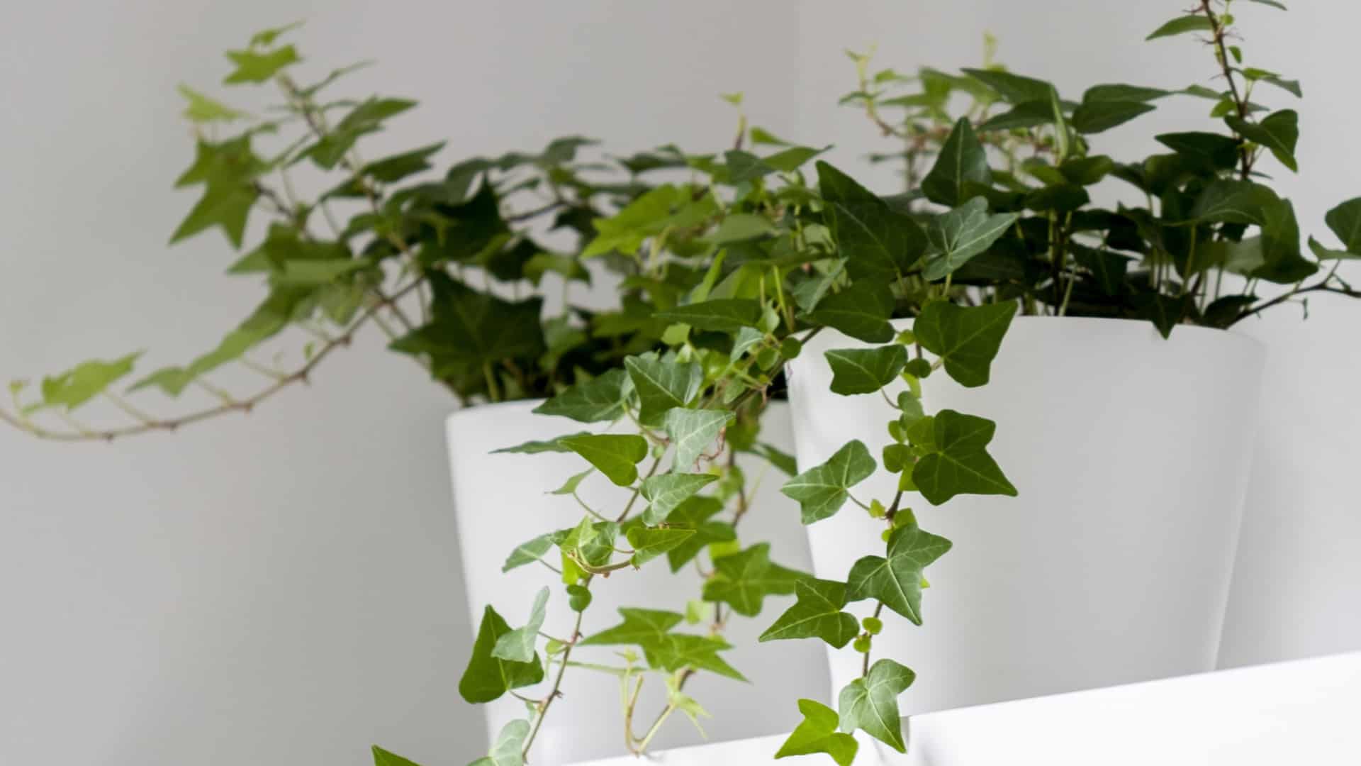 Para purificar o ar em casa, experimente estas plantas